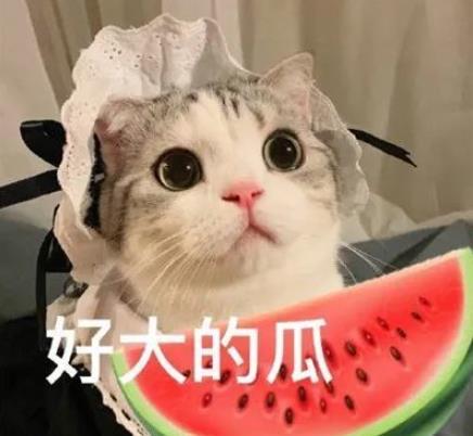 娱乐吃瓜君猫咪,揭秘娱乐圈的喵星人趣事